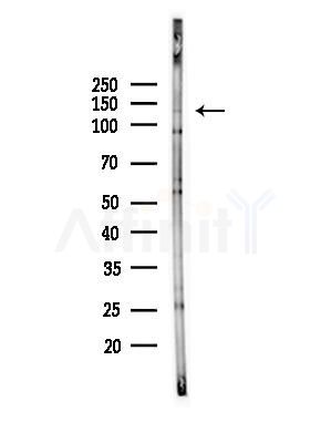 POLRMT Antibody - Western blot analysis of lysates from Hela cells(starvation,24h treatment), using POLRMT Antibody at 1/1000 dilution.