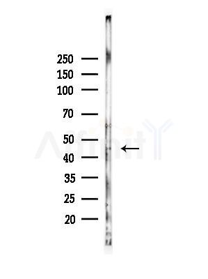 FANCL Antibody - Western blot analysis of lysates from Hela cells(heat-shock,45min treatment), using FANCL Antibody at 1/1000 dilution.