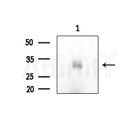 MARCH1 Antibody - Western blot analysis of extracts from Rat testis, using MARCH1 Antibody at 1/1000 dilution.