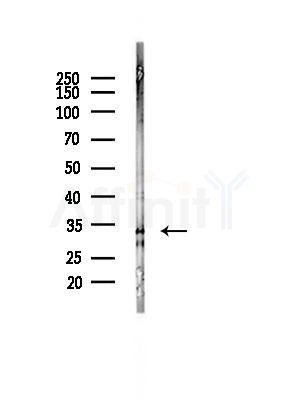 MARCH8 Antibody - Western blot analysis of lysates from Mouse liver, using MARCH8 Antibody at 1/1000 dilution.