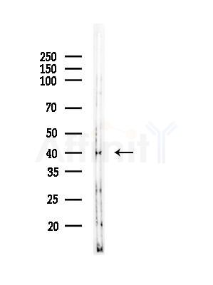 RNF41 Antibody - Western blot analysis of lysates from HUVEC cells, using RNF41 Antibody at 1/1000 dilution.