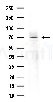 PJA1 Antibody - Western blot analysis of extracts from Rat brain, using PJA1 Antibody at 1/1000 dilution.