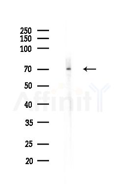 PJA1 Antibody - Western blot analysis of lysates from Rat brain, using PJA1 Antibody at 1/1000 dilution.