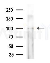 GFM1 Antibody - Western blot analysis of extracts from Rat brain, using GFM1 Antibody at 1/1000 dilution.
