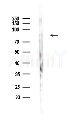 GFM1 Antibody - Western blot analysis of lysates from Rat brain, using GFM1 Antibody at 1/1000 dilution.