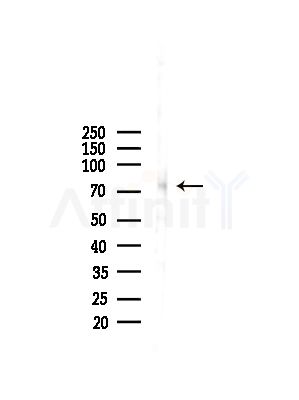 EDEM1 Antibody - Western blot analysis of lysates from Mouse liver, using EDEM1 Antibody at 1/1000 dilution.