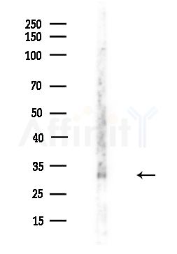EIF3J Antibody - Western blot analysis of lysates from A375 cells(LPS,4h treatment), using EIF3J Antibody at 1/1000 dilution.