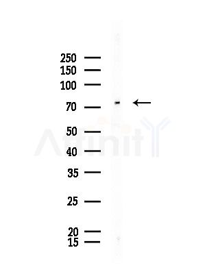 KHSRP Antibody - Western blot analysis of lysates from Rat brain, using KHSRP Antibody at 1/1000 dilution.