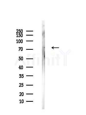 FBLN1 Antibody - Western blot analysis of lysates from LoVo cells(heat-shock,45min treatment), using FBLN1 Antibody at 1/1000 dilution.