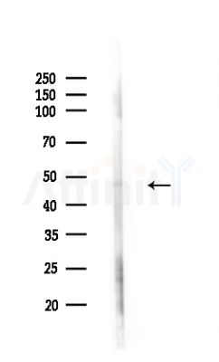 FOXD4L5 Antibody - Western blot analysis of lysates from Mouse liver, using FOXD4L5 Antibody at 1/1000 dilution.