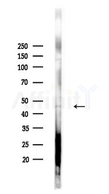 FOXD4L5 Antibody - Western blot analysis of lysates from HepG2 cells(heat-shock,45min treatment), using FOXD4L5 Antibody at 1/1000 dilution.