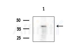 GJB5 Antibody - Western blot analysis of extracts from 293 cells(starvation treatment), using GJB5 Antibody at 1/1000 dilution.