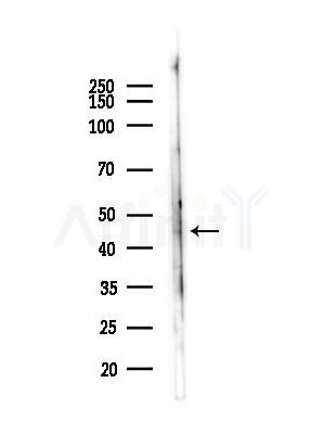 GAPDHS Antibody - Western blot analysis of lysates from LoVo cells(heat-shock,45min treatment), using GAPDHS Antibody at 1/1000 dilution.