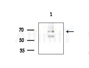 GPSM1 Antibody - Western blot analysis of extracts from 293 cells(starvation treatment), using GPSM1 Antibody at 1/1000 dilution.