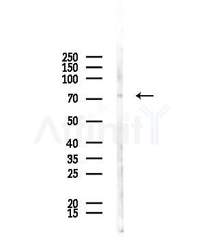 GPSM1 Antibody - Western blot analysis of lysates from Rat lung, using GPSM1 Antibody at 1/1000 dilution.