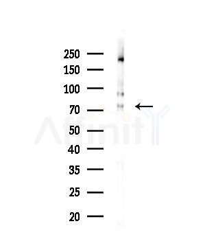 GPSM1 Antibody - Western blot analysis of lysates from 293 cells(starvation,24h treatment), using GPSM1 Antibody at 1/1000 dilution.