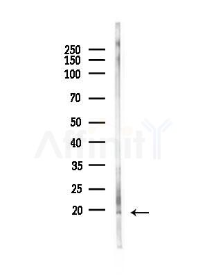 GPSM3 Antibody - Western blot analysis of lysates from PC12 cells(heat-shock,45min treatment), using GPSM3 Antibody at 1/1000 dilution.