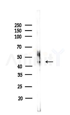 GTPBP5 Antibody - Western blot analysis of lysates from Mouse lung, using GTPBP5 Antibody at 1/1000 dilution.