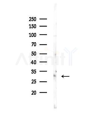 HOXB8 Antibody - Western blot analysis of lysates from 293 cells(starvation,24h treatment), using HOXB8 Antibody at 1/1000 dilution.