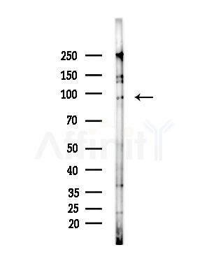 ICAM5 Antibody - Western blot analysis of lysates from Mouse brain, using ICAM5 Antibody at 1/1000 dilution.
