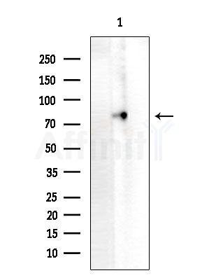 LILRB2 Antibody - Western blot analysis of extracts from Rat testis, using LILRB2 Antibody at 1/1000 dilution.