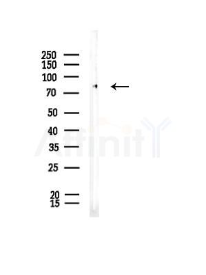 LILRB2 Antibody - Western blot analysis of lysates from Rat testis, using LILRB2 Antibody at 1/1000 dilution.