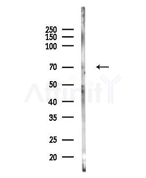 ACSL3 Antibody - Western blot analysis of lysates from COLO205 cells(heat-shock,45min treatment), using ACSL3 Antibody at 1/1000 dilution.