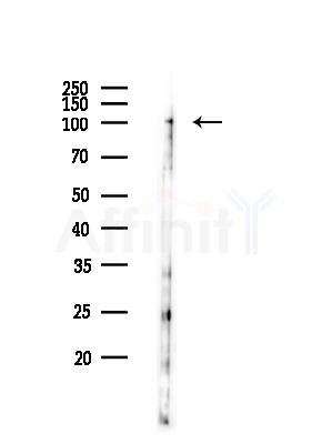 LRP12 Antibody - Western blot analysis of lysates from PC12 cells, using LRP12 Antibody at 1/1000 dilution.