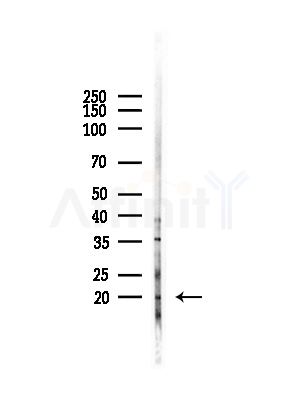 MED30 Antibody - Western blot analysis of lysates from Rat brain, using MED30 Antibody at 1/1000 dilution.
