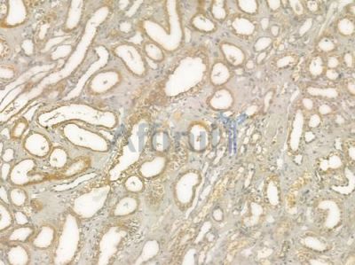 MRAP Antibody - DF9621 at 1/100 staining human normal kidney tissue by IHC-P.