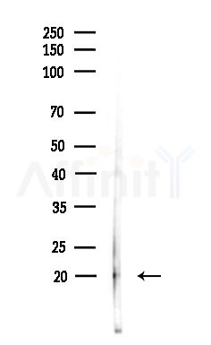 MID1IP1 Antibody - Western blot analysis of lysates from Hela cells(heat-shock,45min treatment), using MID1IP1 Antibody at 1/1000 dilution.