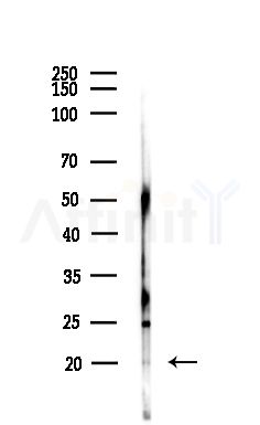 MID1IP1 Antibody - Western blot analysis of lysates from MCF7 cells(heat-shock,45min treatment), using MID1IP1 Antibody at 1/1000 dilution.
