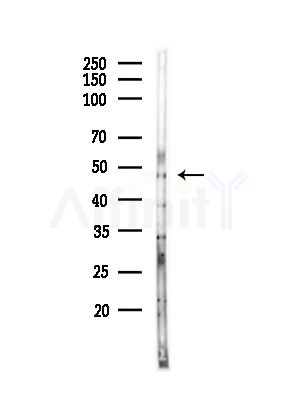 MOT11 Antibody - Western blot analysis of lysates from Mouse brain, using MOT11 Antibody at 1/1000 dilution.