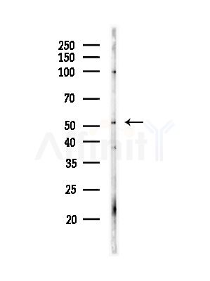 MOT6 Antibody - Western blot analysis of lysates from Hela cells(starvation,24h treatment), using MOT6 Antibody at 1/1000 dilution.