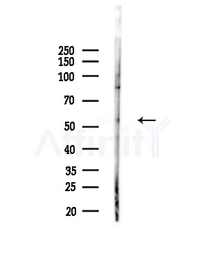 MOT9 Antibody - Western blot analysis of lysates from Hela cells, using MOT9 Antibody at 1/1000 dilution.