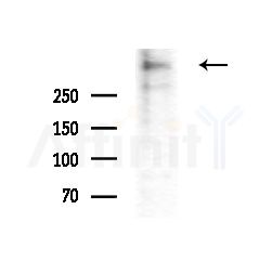 MUC5B Antibody - Western blot analysis of extracts from Hela cells(heat-shock,45min treatment), using MUC5B Antibody at 1/1000 dilution.