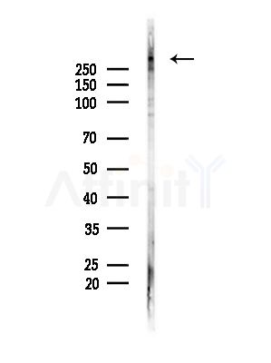 MUC5B Antibody - Western blot analysis of lysates from Hela cells(heat-shock,45min treatment), using MUC5B Antibody at 1/1000 dilution.