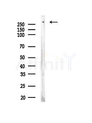 MUC6 Antibody - Western blot analysis of lysates from HUVEC cells, using MUC6 Antibody at 1/1000 dilution.