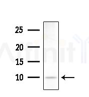 NDUFB3 Antibody - Western blot analysis of extracts from B16F10-LUC cells(UV,30min treatment), using NDUFB3 Antibody at 1/1000 dilution.