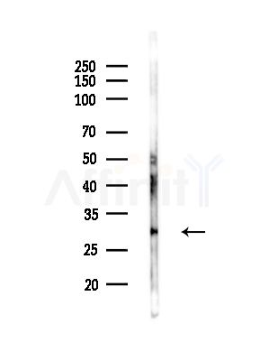 NCR2 Antibody - Western blot analysis of lysates from COLO205 cells, using NCR2 Antibody at 1/1000 dilution.