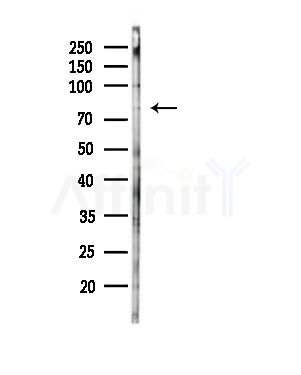 NBPF3 Antibody - Western blot analysis of lysates from RAW264.