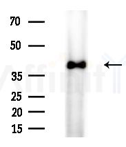 NEUROD4 Antibody - Western blot analysis of extracts from MDA-MB-231 cells(heat-shock,45min treatment), using NEUROD4 Antibody at 1/1000 dilution.