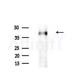 NEUROD4 Antibody - Western blot analysis of extracts from Rat brain, using NEUROD4 Antibody at 1/1000 dilution.