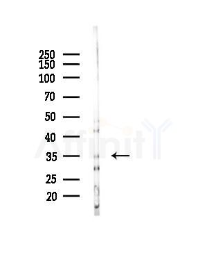 NEUROD4 Antibody - Western blot analysis of lysates from Mouse liver, using NEUROD4 Antibody at 1/1000 dilution.