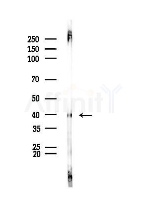 NEUROD4 Antibody - Western blot analysis of lysates from Rat brain, using NEUROD4 Antibody at 1/1000 dilution.