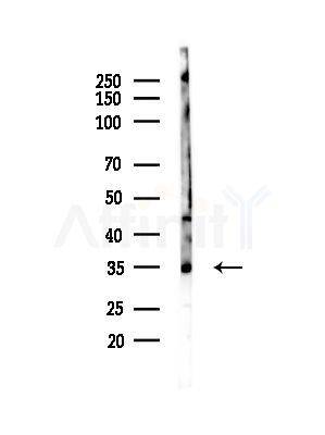 NOL7 Antibody - Western blot analysis of lysates from Mouse testis, using NOL7 Antibody at 1/1000 dilution.