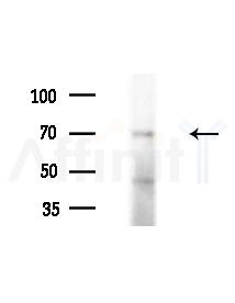 PAOX Antibody - Western blot analysis of extracts from A375 cells, using PAOX Antibody at 1/1000 dilution.