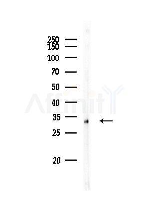 PITPNA Antibody - Western blot analysis of lysates from Rat lung, using PITPNA Antibody at 1/1000 dilution.