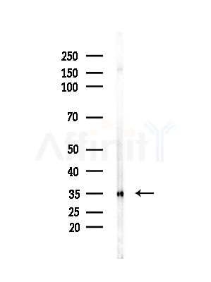 PITPNA Antibody - Western blot analysis of lysates from Mouse brain, using PITPNA Antibody at 1/1000 dilution.