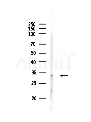 PITPNA Antibody - Western blot analysis of lysates from RAW264.